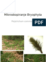 Mikroskopiranje Bryophyta LV 5