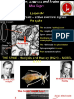 Idan Segev: Electrifying Brains - Active Electrical Signals