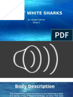 Sullivan Great White Sharks