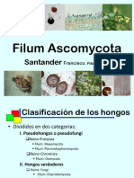 Ascomycota