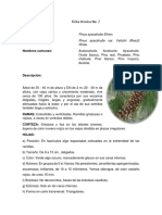 Ficha técnica del pino ayacahuite
