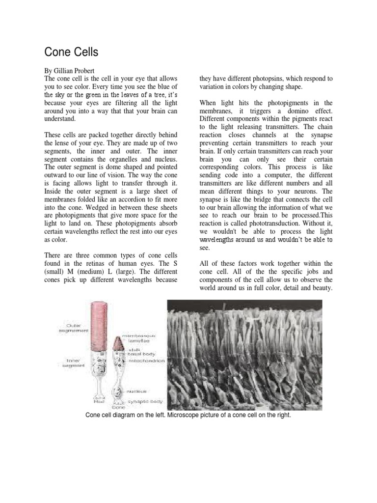 Cone Cells Cone Cell Diagram On The Left. Microscope Picture of A Cone