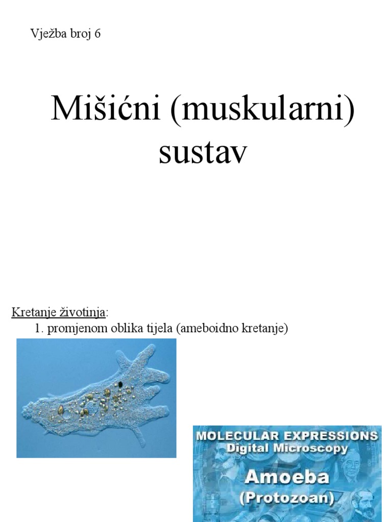 Mišićni Sustav | PDF
