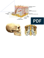 ANFISMEN