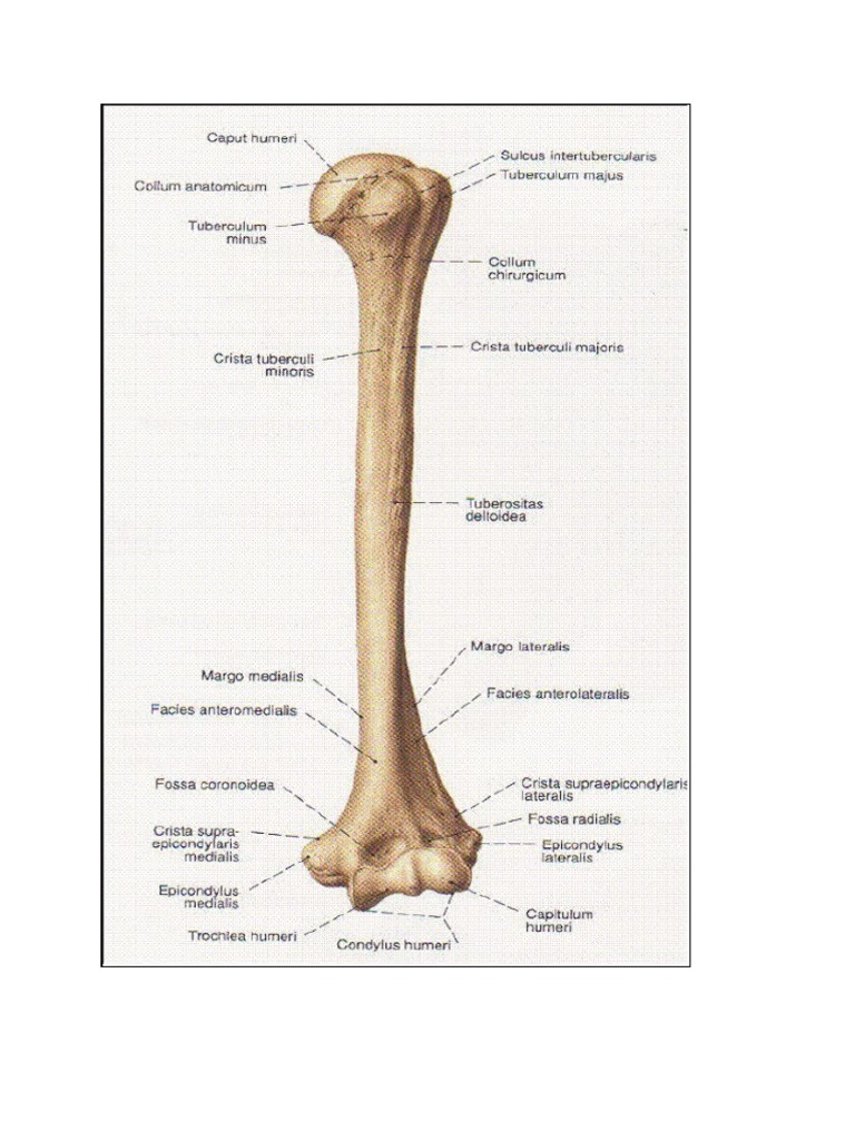 Anatomi Humerus | PDF