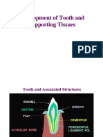 Tooth Development 08_opt