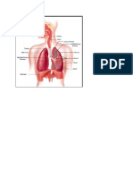 respiration.doc