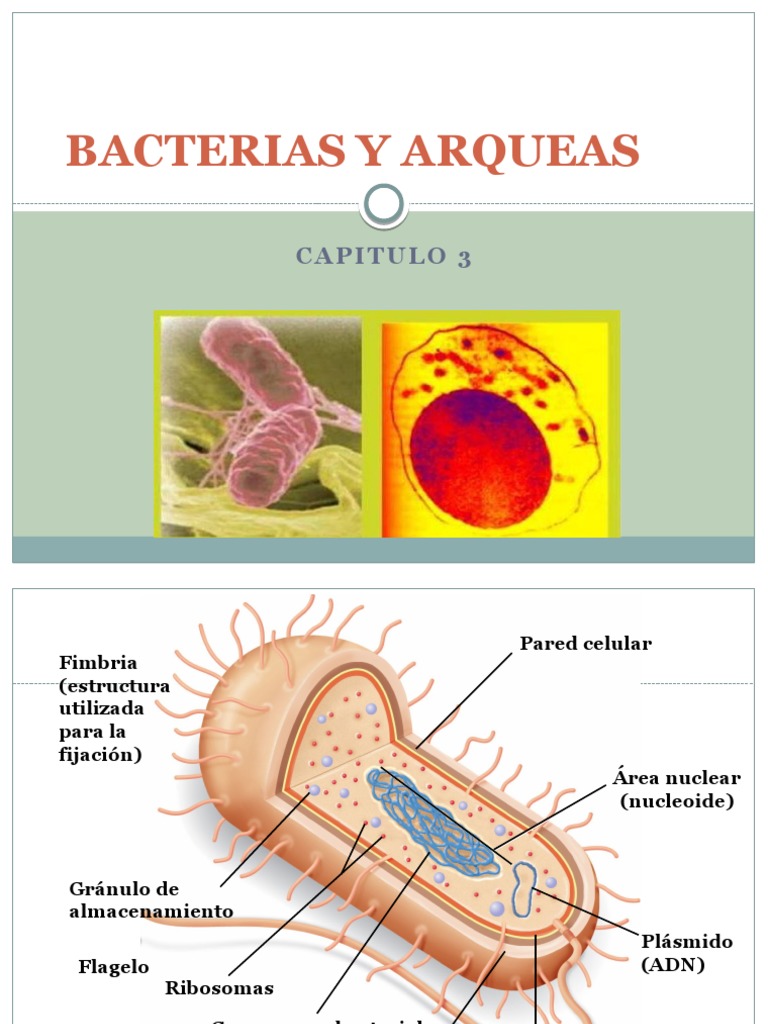 Cap 3. Bacterias y Arqueas | PDF | Las bacterias | Archaea