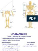 3. syndesmologia.ppt