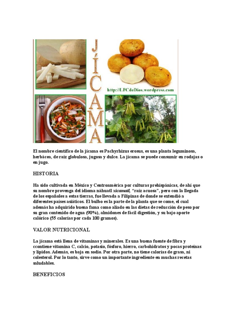 El Nombre Científico de La Jícama Es Pachyrhizus Erosus PDF Agua