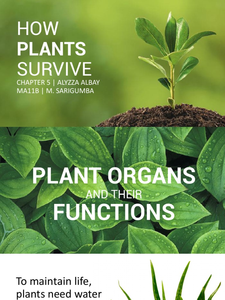 How Plants Survive PDF Pollen Seed