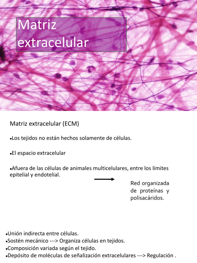 Matriz extracelular.pdf | Colágeno | Proteínas