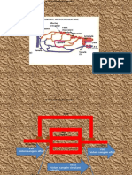 Curs 4gen Vasc Termoregl