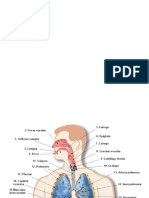 Aparato Respi