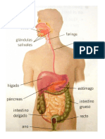 Aparato Reproductor