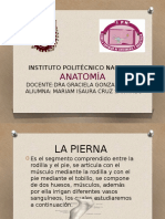 Anatomía (Pierna)