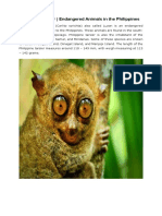 Philippine Tarsier