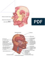 Principales Músculos de Todo El Cuerpo