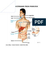 ALAT PENCERNAAN PADA MANUSIA.docx