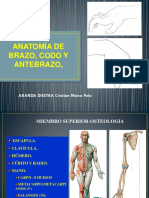 Anatomia de Brazo Codo y Antebrazo Curso Verano 2014