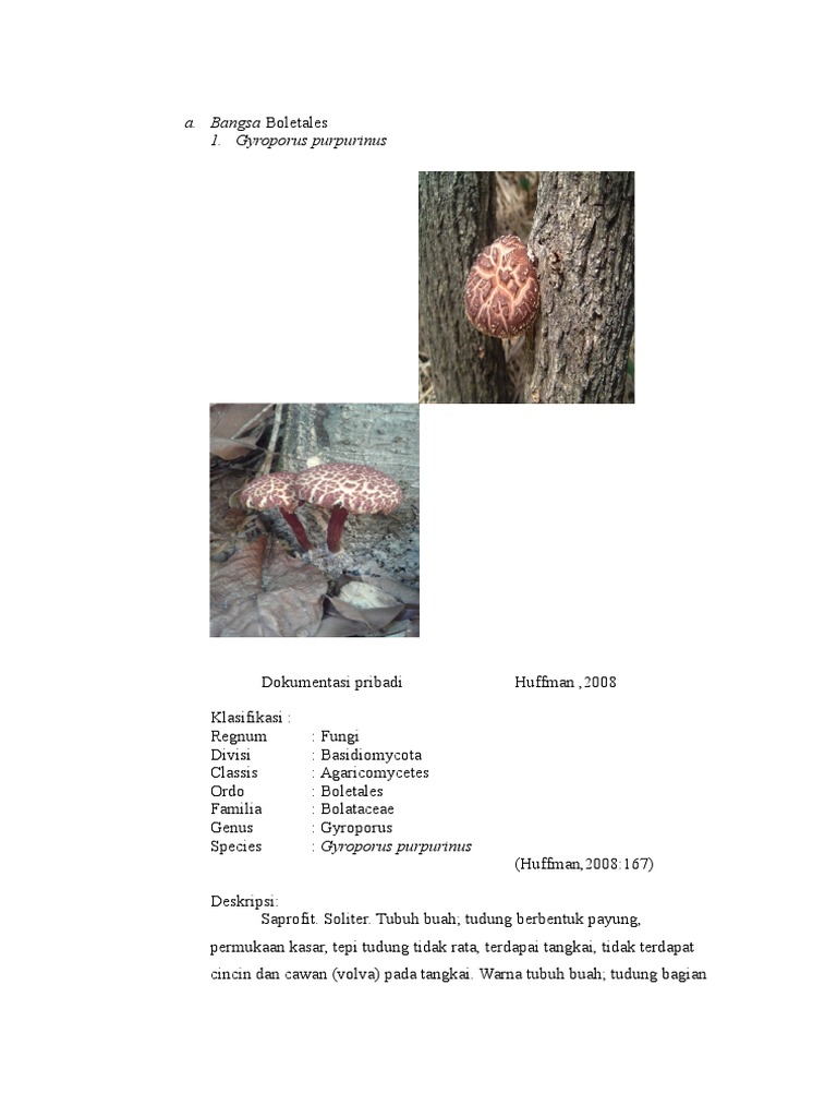 Identifikasi Jamur | PDF
