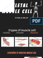 skeletal muscle cell