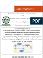 Gameto Genesis