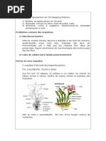 Curso de Orquídeas
