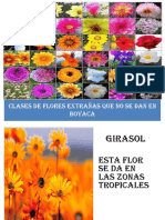 Clases de Flores