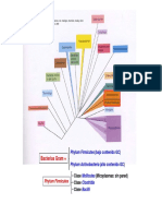 TEMA 8. Phylum Firmicutes. Clase Mollicutes