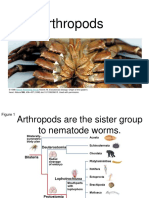 Bio 2 Echinodermata and Arthropoda 15feb17