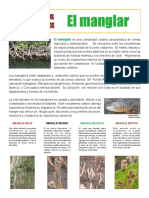 Manglar PDF
