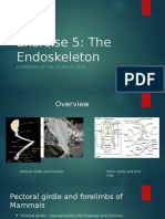 Exercise 5: The Endoskeleton: Extremities of The Cat (Felis Catus)