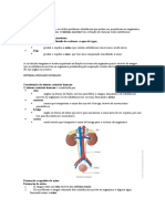 Resumos Ciências 6º Ano - Função Excretora - Pele - Sistema Reprodutor