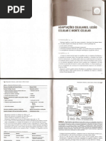 Adaptação,Lesão e Morte Celular