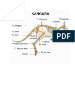 Kerangka Kanguru