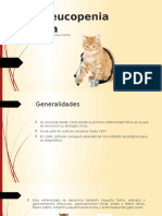 Panleucopenia Felina