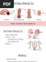 intestinal epithelial cell