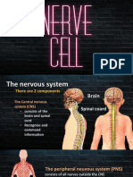 nerve project pptx