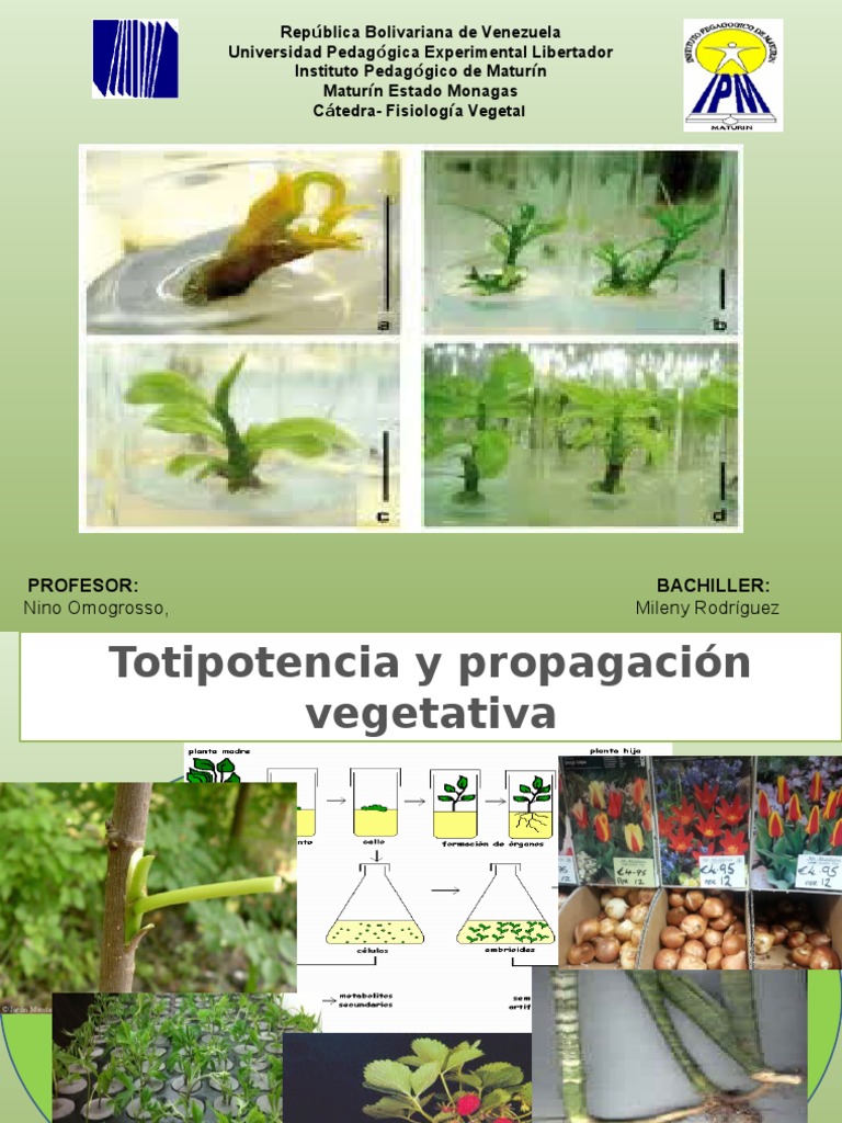 totipotencia y propagación vegetativa