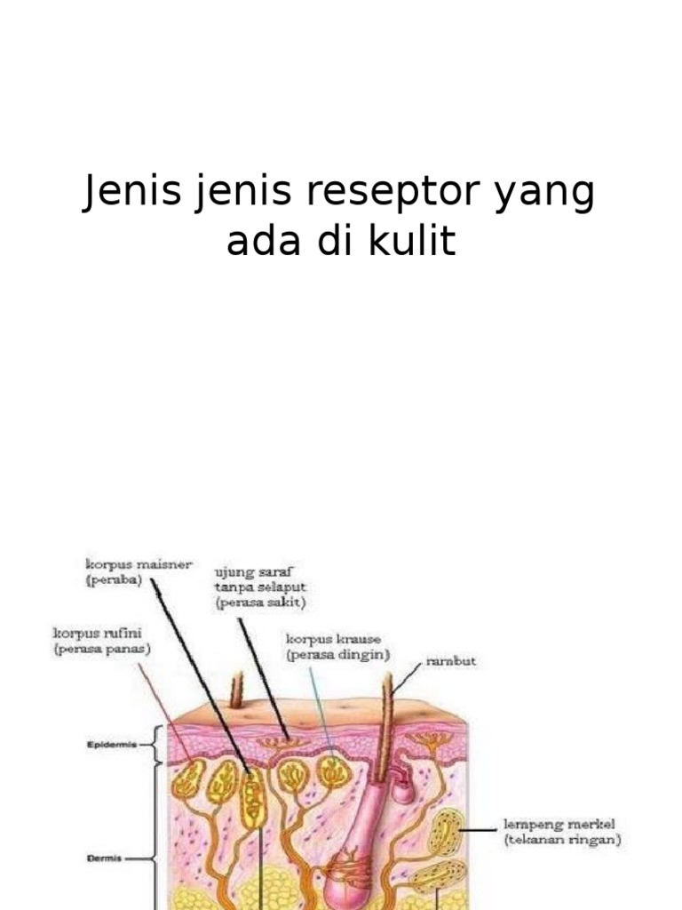 Reseptor Kulit dan Fungsinya | PDF