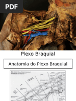 Plexo Braquial