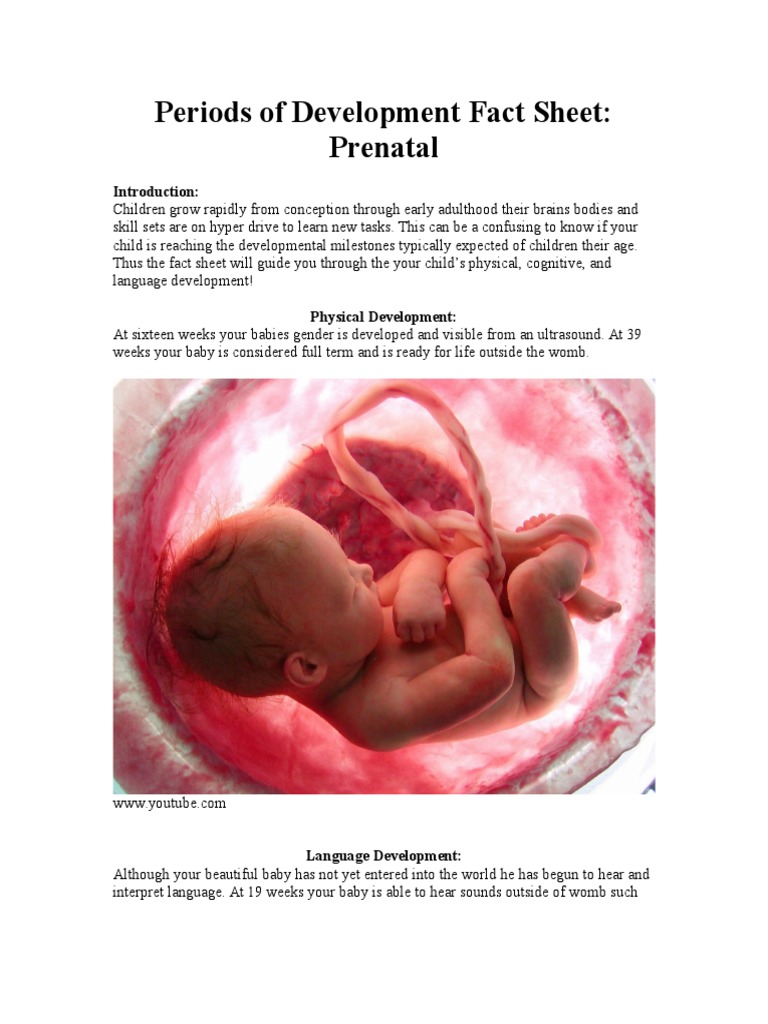 prenatal development research paper