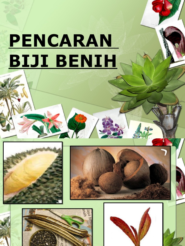 PENCARAN Biji Benih Atau Buah Tahun 4 | PDF