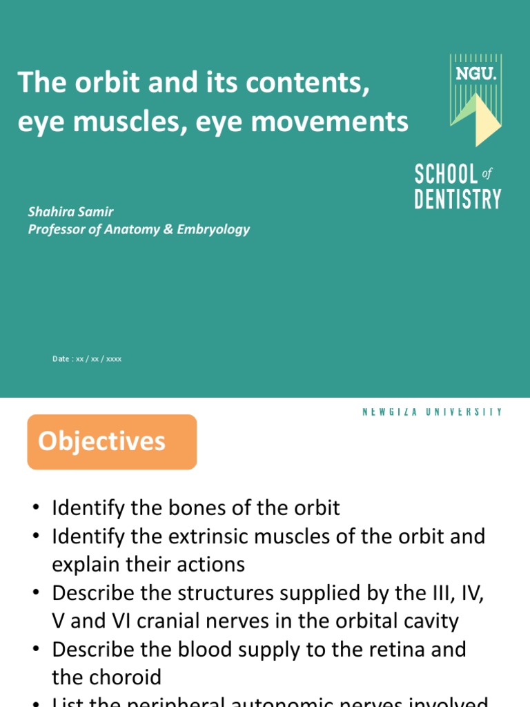 Anatomy of the Orbital Cavity | PDF | Human Head And Neck | Human Anatomy