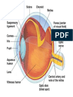 HUMAN EYES Structure