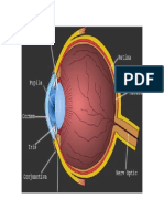 Anatomia Ochiului Uman
