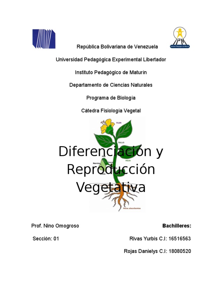 Reproducción vegetativa