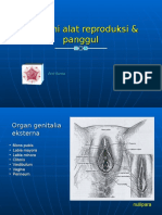 Anatomi Alat Reproduksi & Panggul