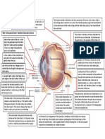 Eye Anatomy & Its Functions